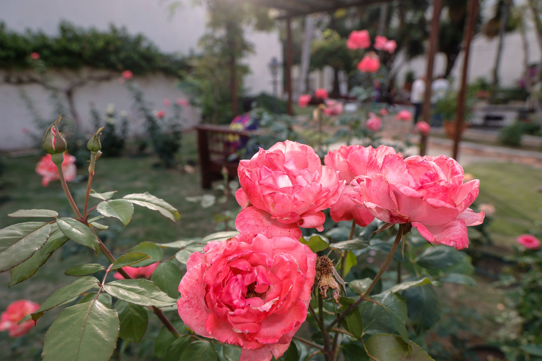 Jardins do Solar do Barão ganham ainda mais cores com a chegada da Primavera