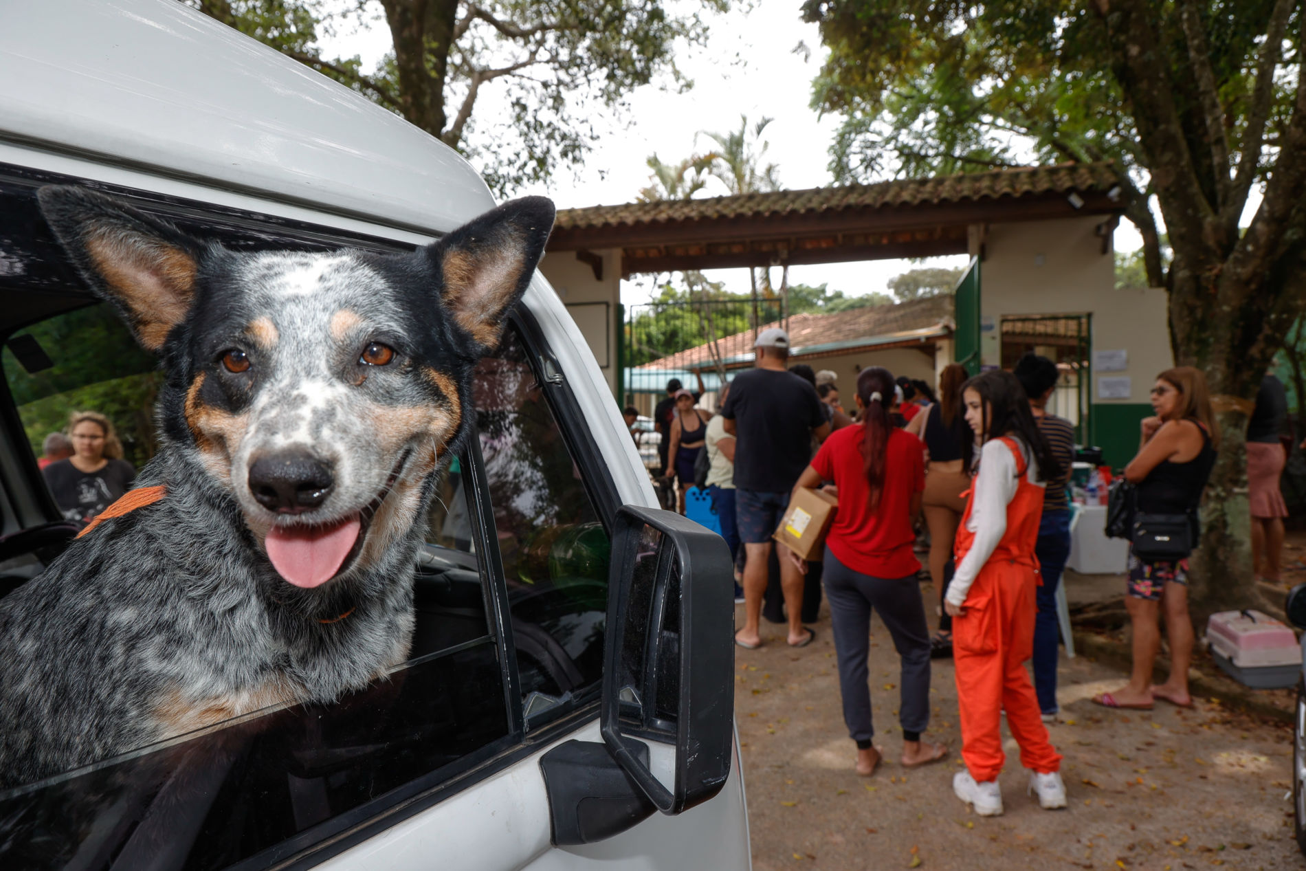DEBEA promove mutirão em ação continental de proteção animal